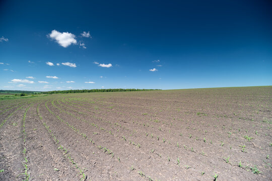Wide plowed field under clear blue sky with distant green horizon