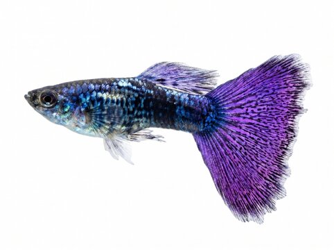 Blue and purple guppy fish isolated on white background. PNG formate with aquarium on white background. PNG formate