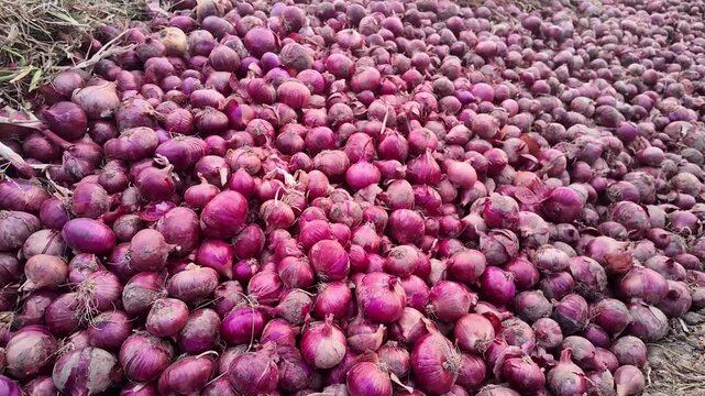 Rows of jute sacks stacked high for agricultural storage, onions removed, ready for market sale.