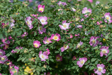 Obraz premium Wild rose bushes with pink blossoms in sunlight