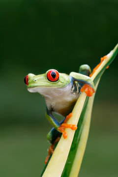 Red-eyed Tree Frog in rainforest