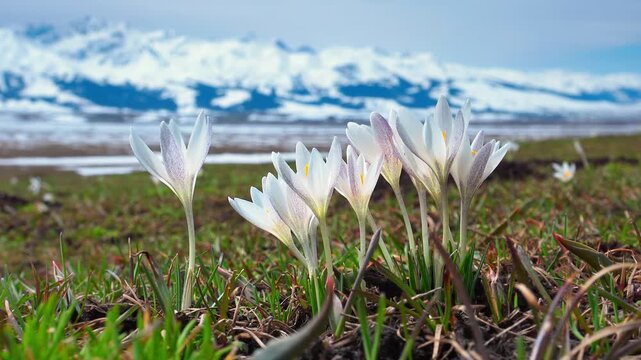 White Crocus Flowers in Alpine Meadow with Snowy Mountains
