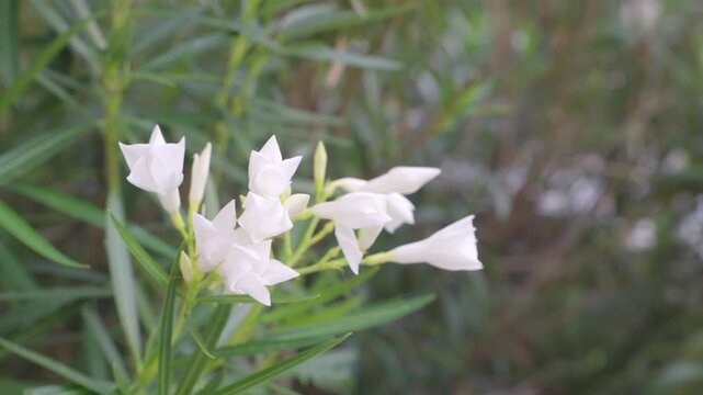 Close up shot of delicate white oleander flowers blooming on a green leafy bush in a garden. white blossoms against a soft blurred background on a bright day.