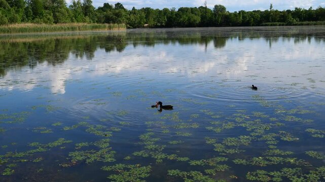Peaceful natural lake with a Eurasian coot and its chicks swimming across the water surface on a sunny day.