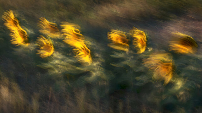 adulteration. Sunflowers swaying in a field during golden hour, nature scene. gardening catalogs, home-decor guides, designed for home decor and floral branding and gardening and botanical catalogs.