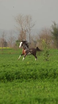 Spotted brown and white horse galloping through a lush green field during a sunny afternoon motion video clip showing fast movement and natural lighting with long flowing mane and tail in this high qu