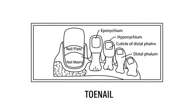 Anatomy of a Toenail: Diagram of Nail Plate, Matrix, and Phalanges