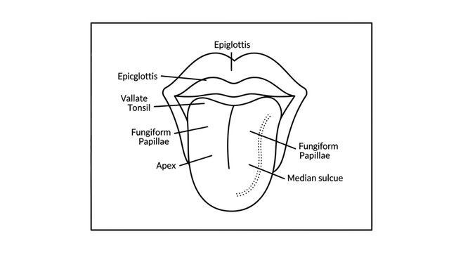 Anatomy of the human tongue and epiglottis, diagram with labels
