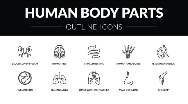 outline human body parts icons set - blood supply system, human ribs, human fetus, kneecap. editable vector for web and mobile ui