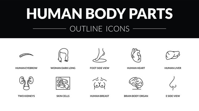 outline human body parts icons set - human eyebrow, woman dark long hair, two kidneys, e side view. editable vector for web and mobile ui