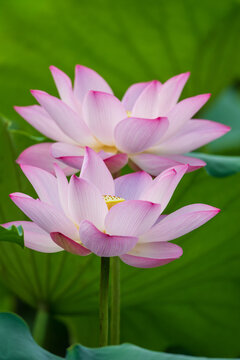Twin Pink Lotus Flowers in Full Bloom