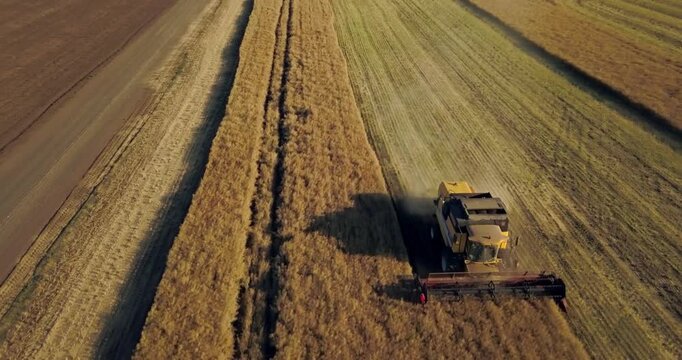 A combine harvests rapeseed in the hot summer, aerial view, yellow rapeseed field during harvesting in summer