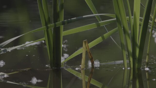 Scenic view of Oasi Le Foppe, a protected natural wetland reserve in Italy, featuring marshes, swamps, reeds, freshwater habitats, and rich biodiversity. Peaceful landscape ideal for nature conservati