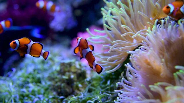 Clownfish swimming among sea anemones in a vibrant coral reef ecosystem video anemone fish ocean