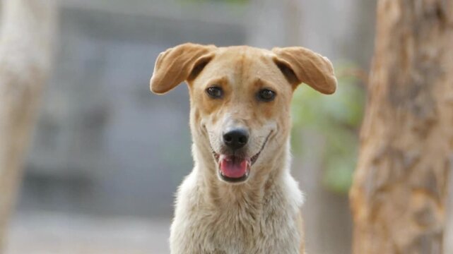 Golden dog looking forward with open mouth across three frames of footage video canine puppy
