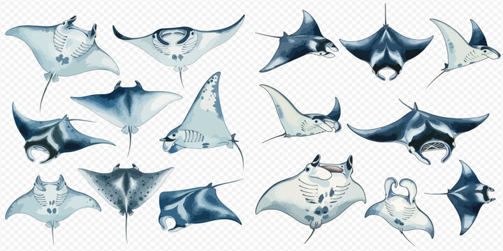 Set of various manta rays and stingrays in different poses, showcasing their unique forms and underwater grace.