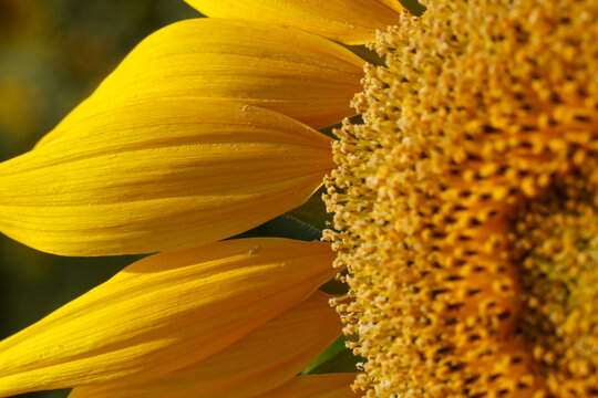 Close up of sunflower.