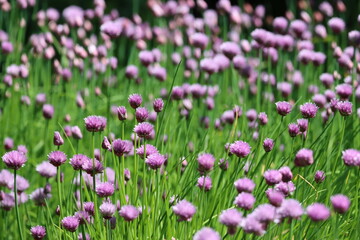 Obraz premium Masses of purple chive flowers in a garden