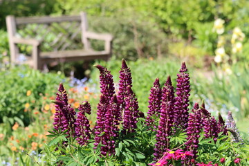 Obraz premium Purple lupins in a garden