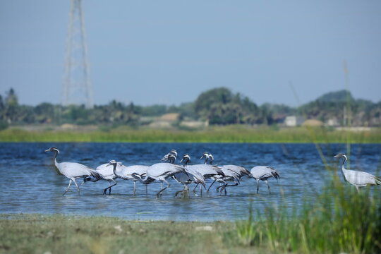 Flock of crane birds.