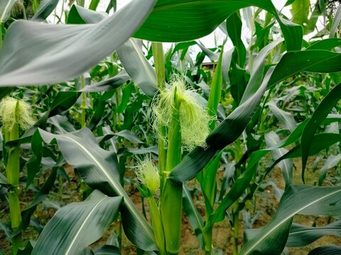 close up of fresh corn silk on young maize plant in productive agricultural field