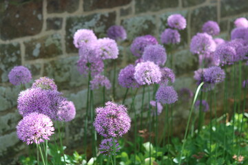 Fototapeta premium Round purple allium flower heads in a garden