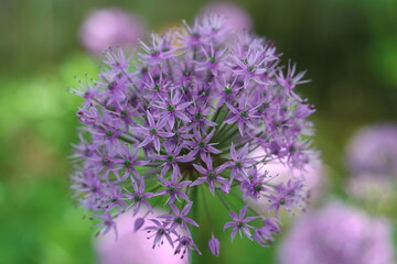 Obraz premium Round purple allium flower heads in a garden