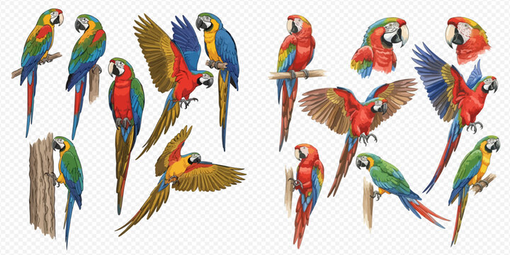 Collection of colorful parrots in various poses, including flying and perched, showcasing their vibrant plumage.