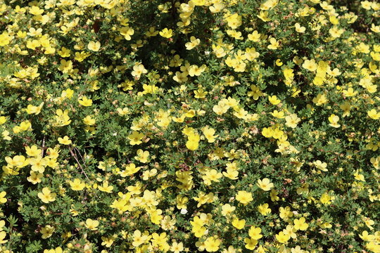 Yellow flowers on a potentilla shrub