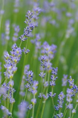 Obraz premium Fresh lavender flowers photographed against a dreamy green blur
