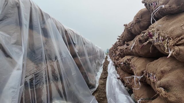 rows of jute sacks stacked high for agricultural storage, onions removed, ready for market sale.