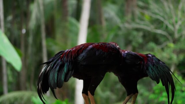 Two colorful gamefowl roosters standing in tropical rural environment