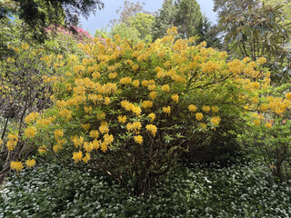 Obraz premium a bush of yellow flowers in the garden