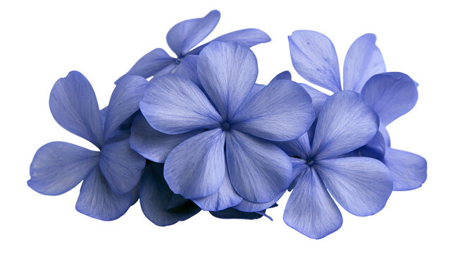 Cluster of delicate blue plumbago flowers, isolated on transparent background