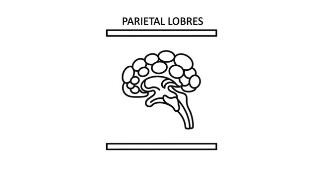 Parietal Lobes Brain Anatomy Illustration - Simplified Diagram
