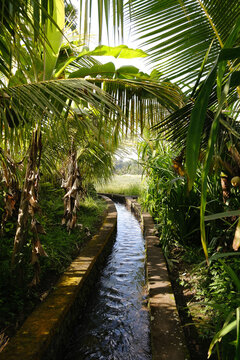 Traditional subak irrigation water canal flowing through a lush tropical palm tree forest