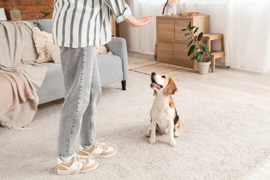Young woman training her cute Beagle dog at home