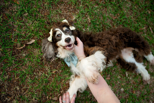 Happy spaniel lying on grass while being gently petted