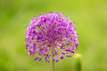 Obraz premium A single purple allium flower in full bloom
