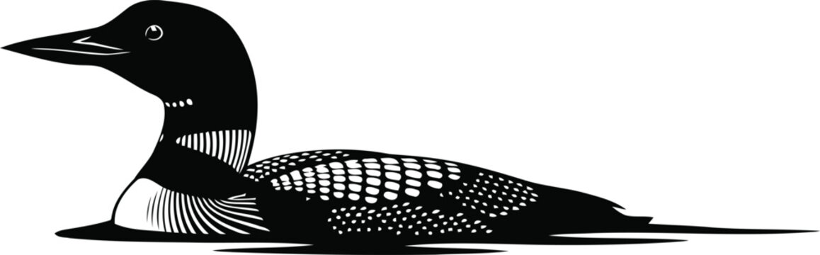 Vector illustration of a common loon swimming on water