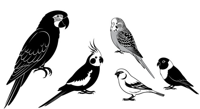 Detailed black and white vector illustrations featuring various pet and exotic bird species, including parrots and finches