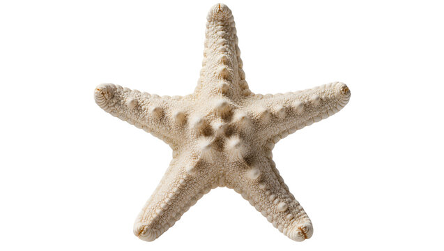 Creamy white starfish with textured surface and raised bumps