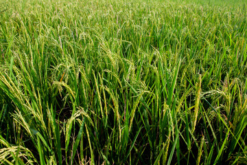 Obraz premium Close-up of vibrant green rice plants with ripening grain ears growing in a sunny agricultural field.
