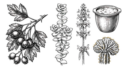 Vintage botanical engraving set, hand drawn medicinal herbs and wild berries vector, black and white floral sketches for apothecary packaging © muhammad