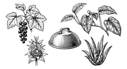Vintage botanical engraving set, hand drawn black and white plant illustrations, antique style aloe vera and currant berry sketches, vector line art © muhammad