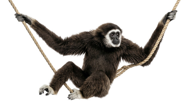 Agile gibbon lesser ape isolated on transparent background