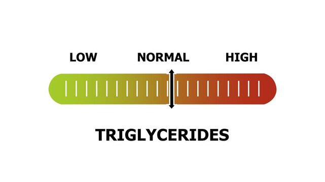 triglycerides level indicator scale. Low normal & high meter infographic animation. Showing high triglycerides level color gauge indicator. on a white background 4k animation video