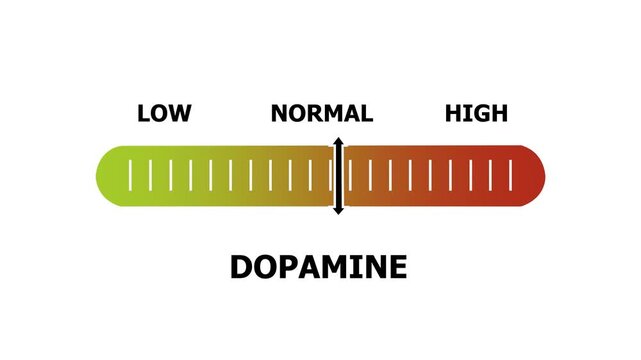 dopamine level indicator scale. Low normal & high meter infographic animation. Showing high dopamine level color gauge indicator. on a white background 4k animation video