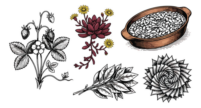 Vintage botanical illustrations of wild strawberry, succulent plants, and bowl of rice. Hand drawn garden herbs and grains vector set for organic food packaging.