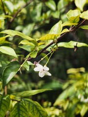 Obraz premium apple tree blossom